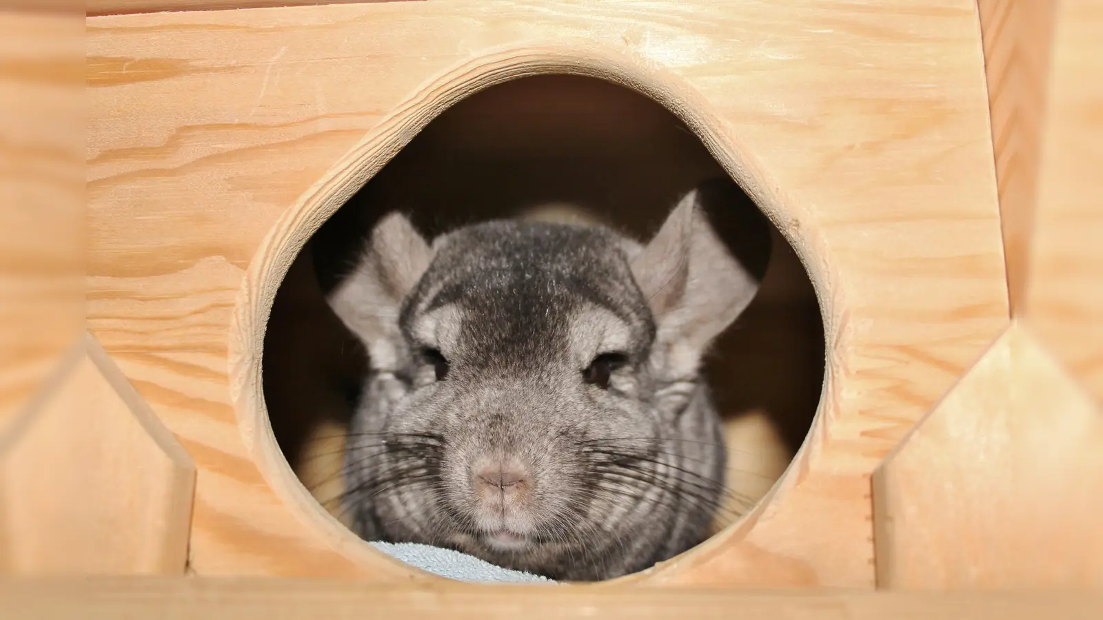 Chinchilla Louise wartet mit vielen anderen im Tierheim München auf ein endgültiges Zuhause. (Foto: Tierschutzverein München e.V.)