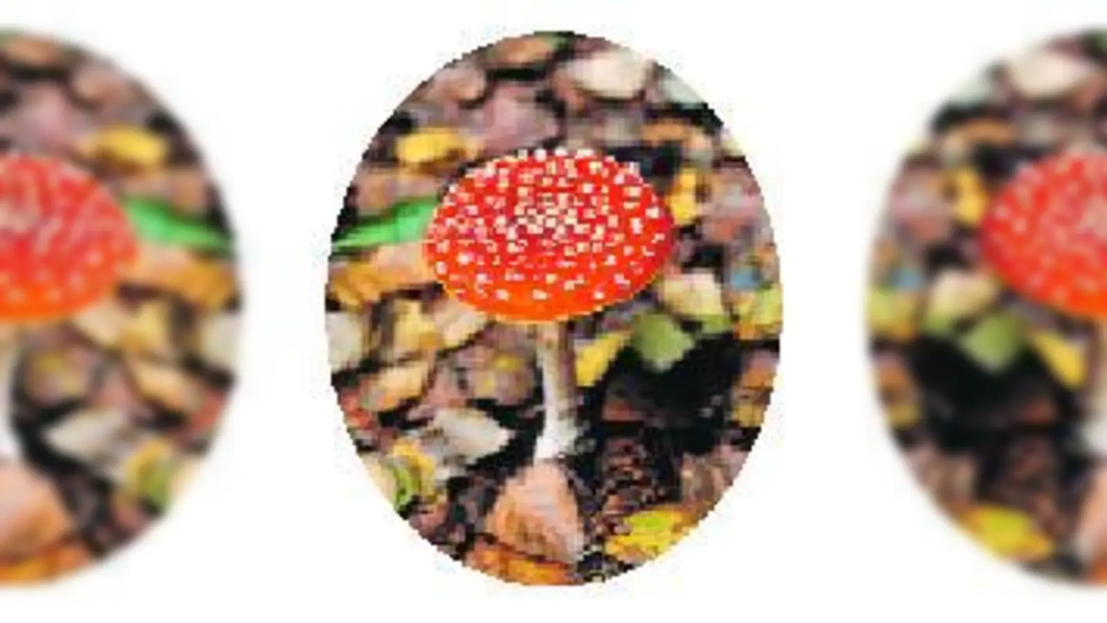 Einer der wenigen Pilze, dem man seine Giftigkeit ansieht.  (Foto: Stiftung Naturschutz Berlin)