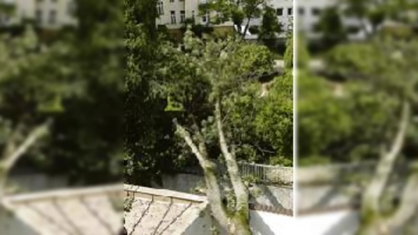 Umgestürzt: Die 20-Meter-Esche liegt flach.  (Foto: Feuerwehr)