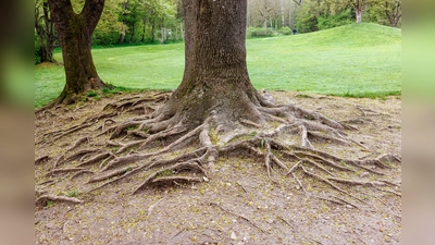 Das Wurzelwerk eines Baumes ist auf dem Titelblatt des Aubing-Kalenders 2024 abgebildet. (Foto: Klaus Bichlmayer)