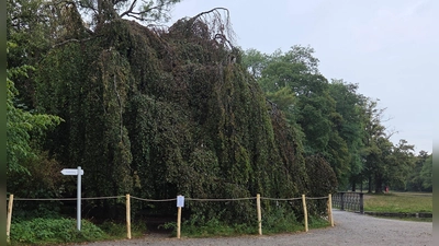 Die Hänge-Buche an der südlichen Schwanenbrücke zählt zu den besonderen botanischen Sehenswürdigkeiten des Schlossparks. (Foto: Bayerische Schlösserverwaltung)