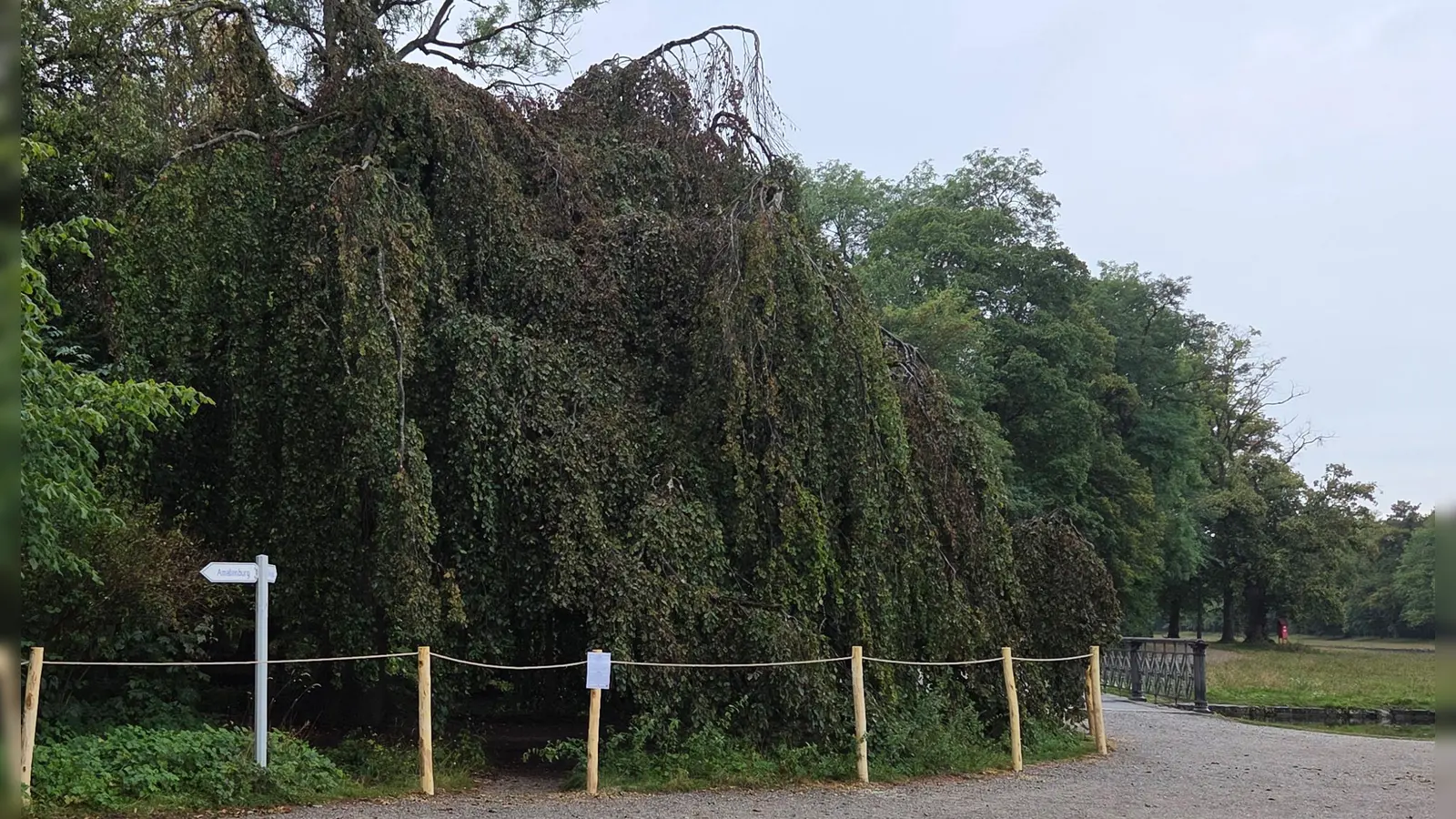 Die Hänge-Buche an der südlichen Schwanenbrücke zählt zu den besonderen botanischen Sehenswürdigkeiten des Schlossparks. (Foto: Bayerische Schlösserverwaltung)