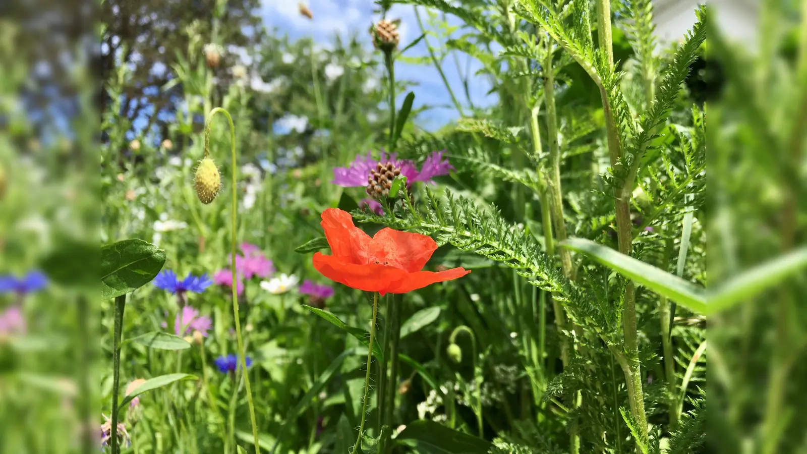 Bei sommerlichen Temperaturen sollten Grünflächen nicht gemäht werden. Das höhere Gras schützt den Boden vor Verbrennung. (Foto: Gem. Neubiberg)