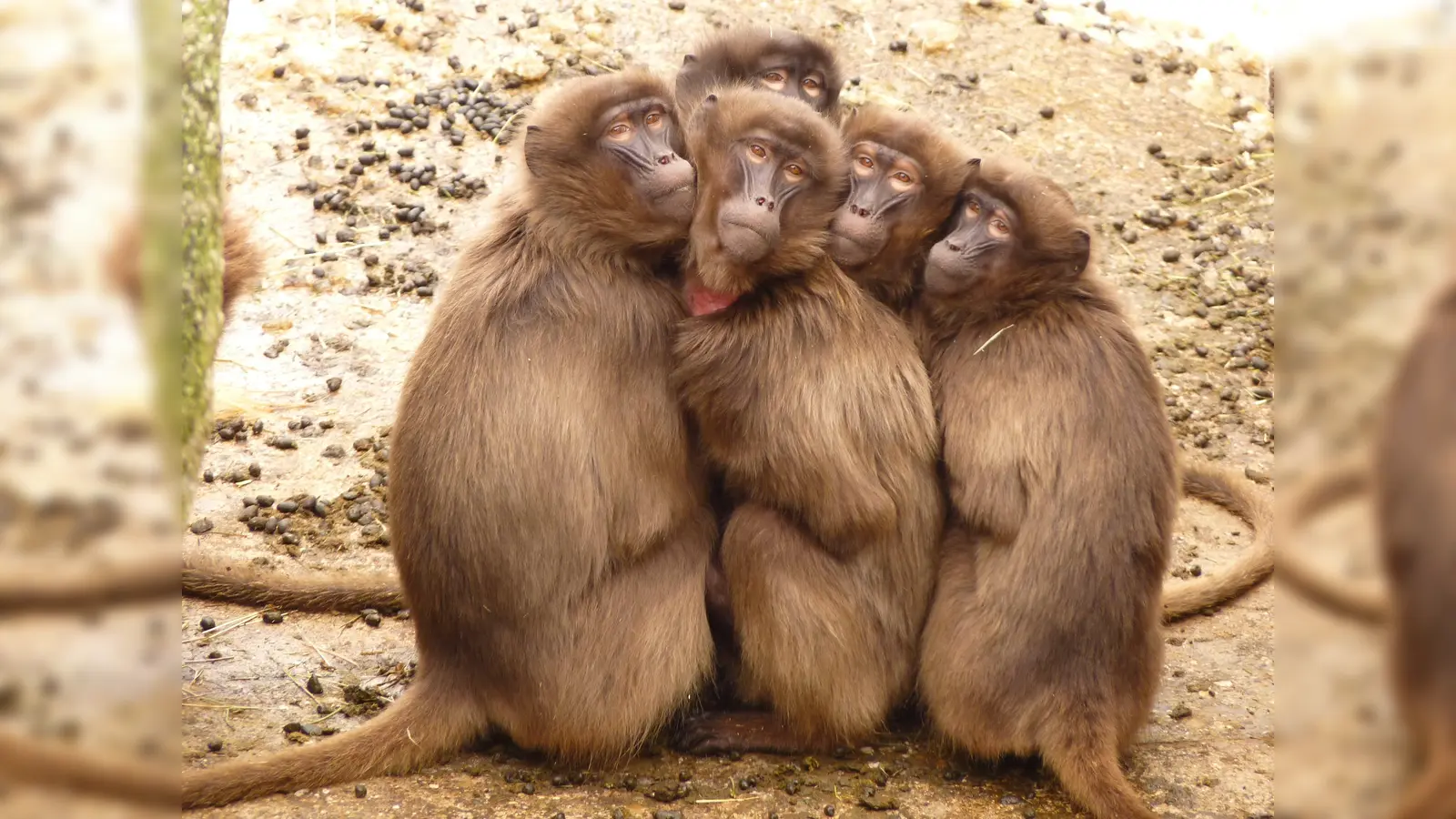 Der BA fordert für die Besucher des Tierparks mehr Abstellplätze für Fahrräder, damit ordentliches Parken möglich ist. (Foto: CCO)