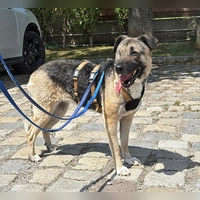Für Sofie wünschen wir uns ein ruhiges Zuhause in einer ebenso ruhigen, eher ländlichen Umgebung bei hundeerfahrenen Menschen. (Foto: Tierheim Riem)