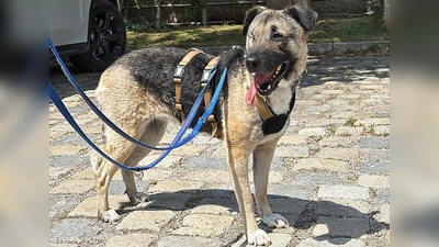 Für Sofie wünschen wir uns ein ruhiges Zuhause in einer ebenso ruhigen, eher ländlichen Umgebung bei hundeerfahrenen Menschen. (Foto: Tierheim Riem)