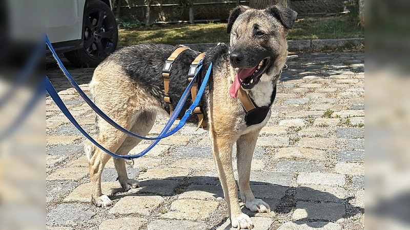 Für Sofie wünschen wir uns ein ruhiges Zuhause in einer ebenso ruhigen, eher ländlichen Umgebung bei hundeerfahrenen Menschen. (Foto: Tierheim Riem)