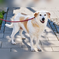 Helena sucht ein ruhiges Zuhause, gerne auch bei einer Familie mit standfesten, einfühlsamen Bezugspersonen. (Foto: Tierheim Riem)