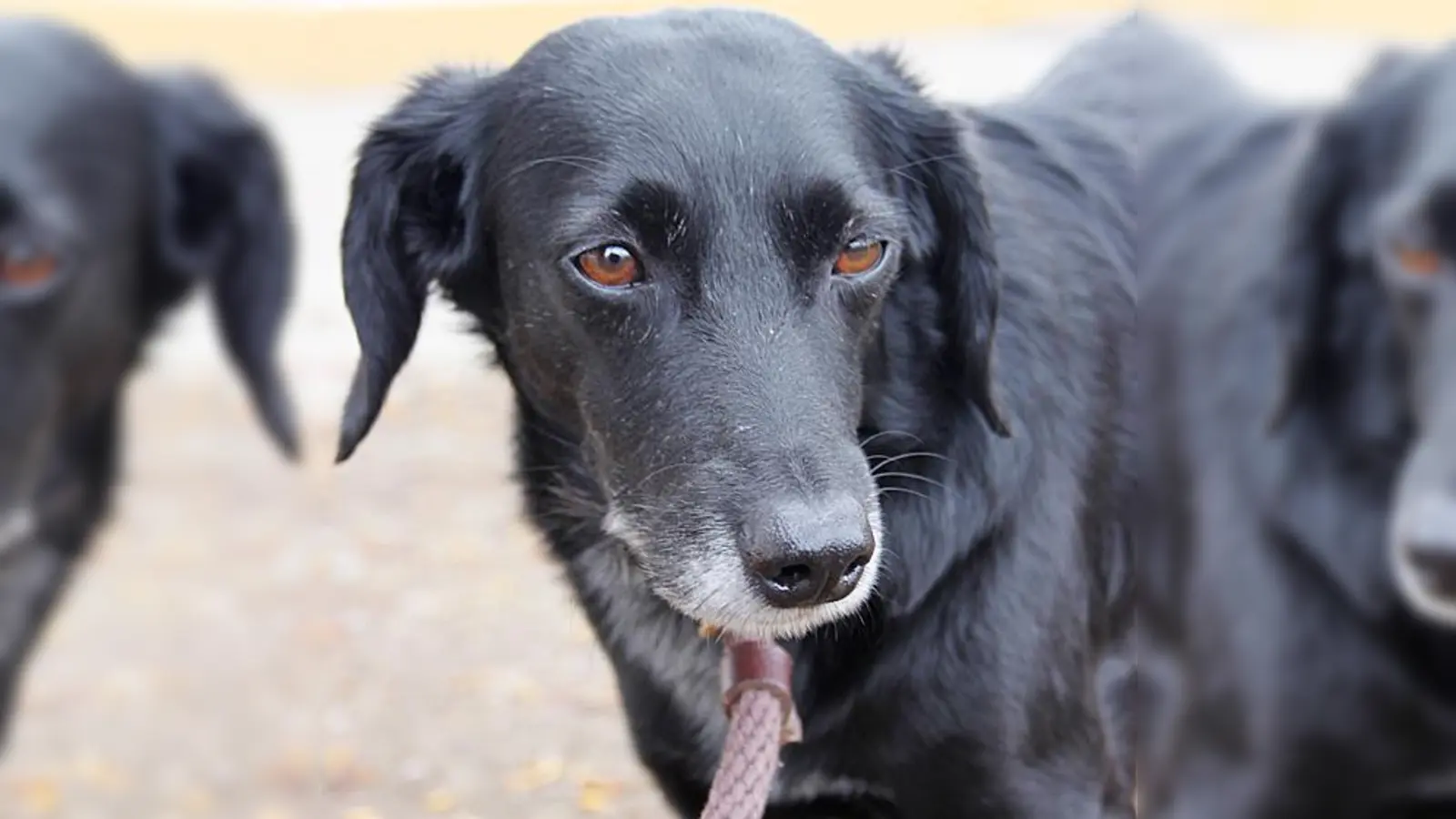 Cookie ist schon viel zu lang im Tierheim und sucht ein neues Zuhause.  (Foto: Tierheim)