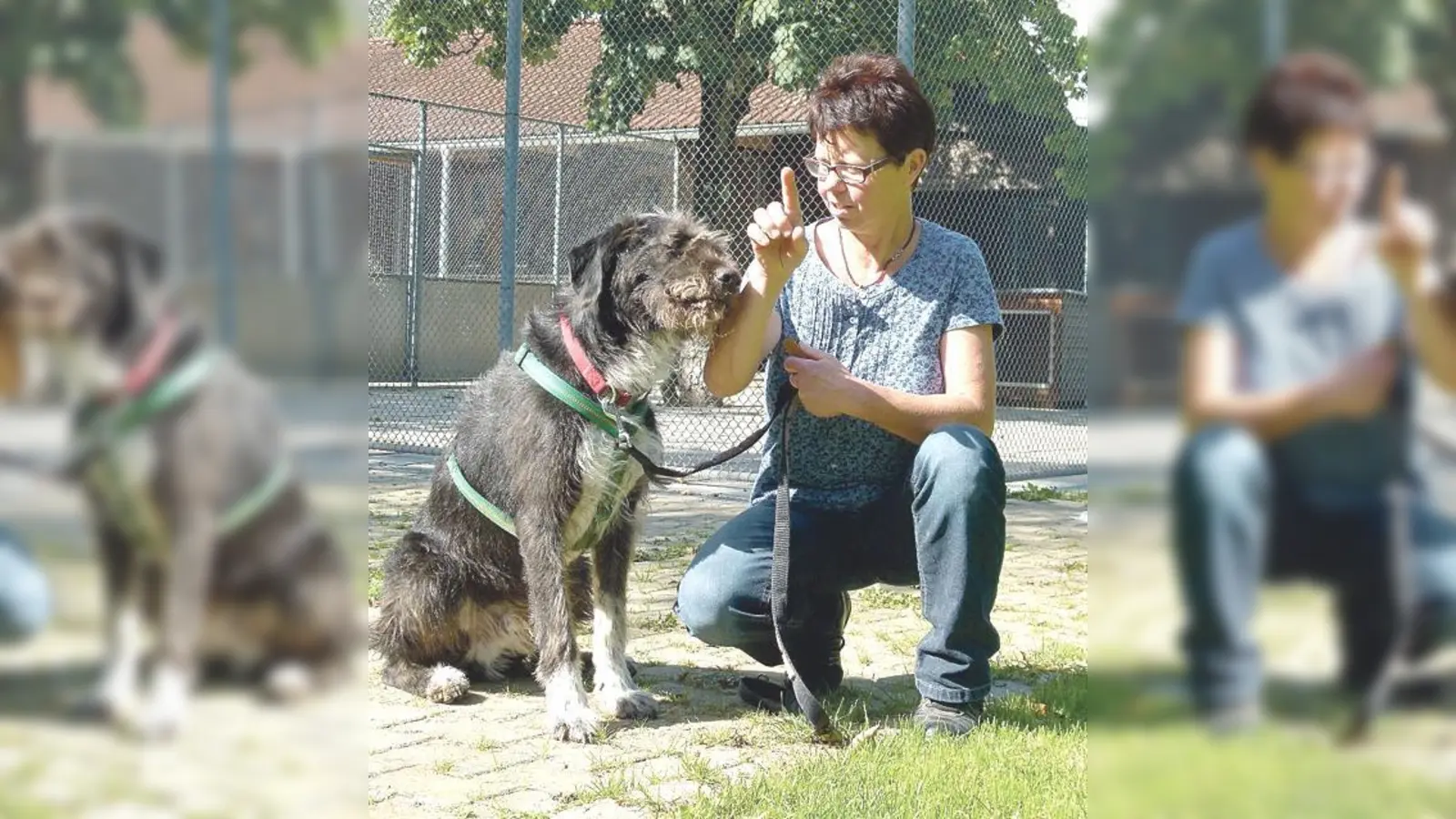 Hundeliebhaberin Gabi Eibl vom Tierschutzverein Erding mit Drahthaarschnauzer Rocky.	 (Foto: Stefan Engel)
