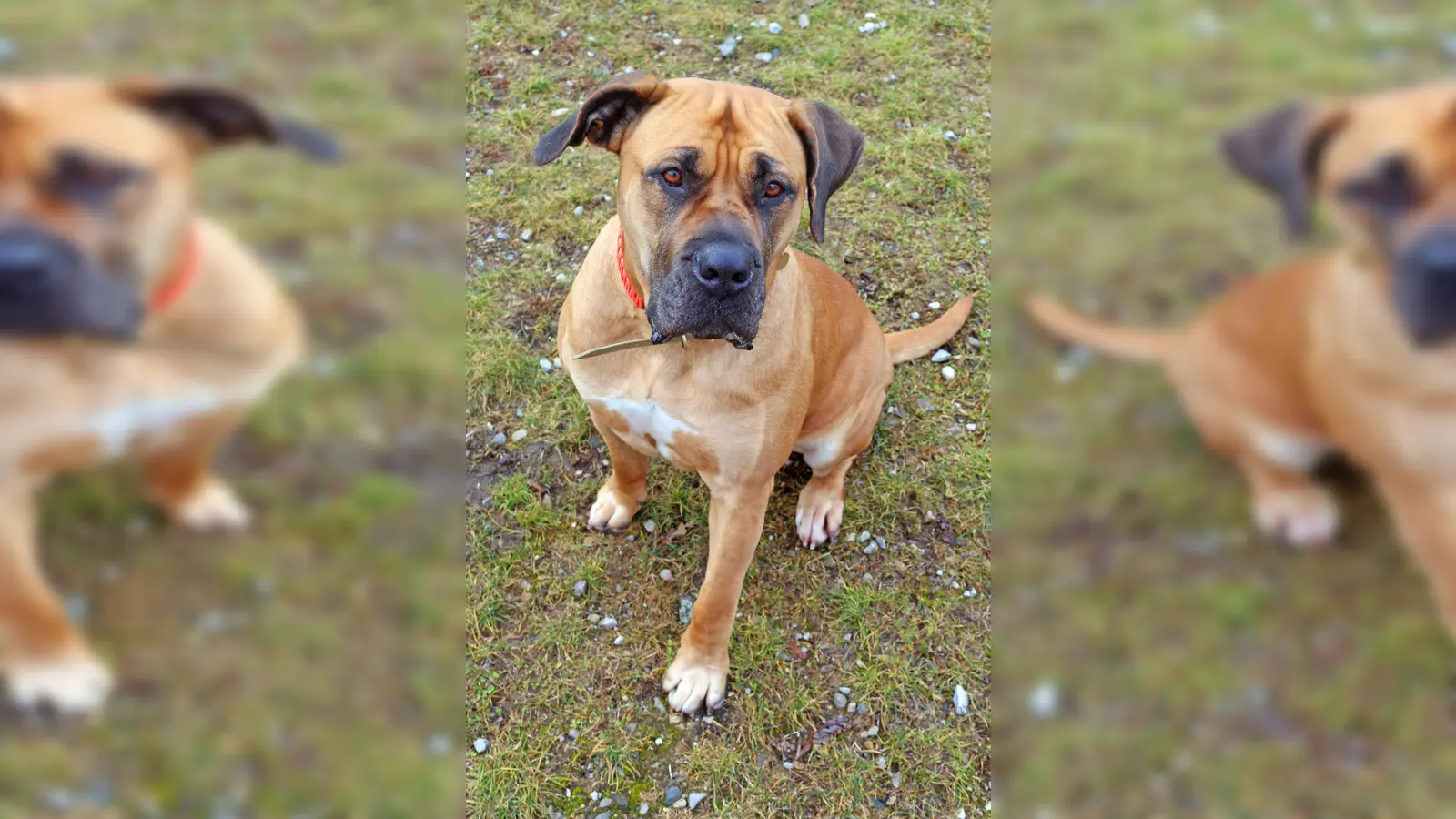 Boerbel-Hündin Finja. (Foto: Tierheim Riem)