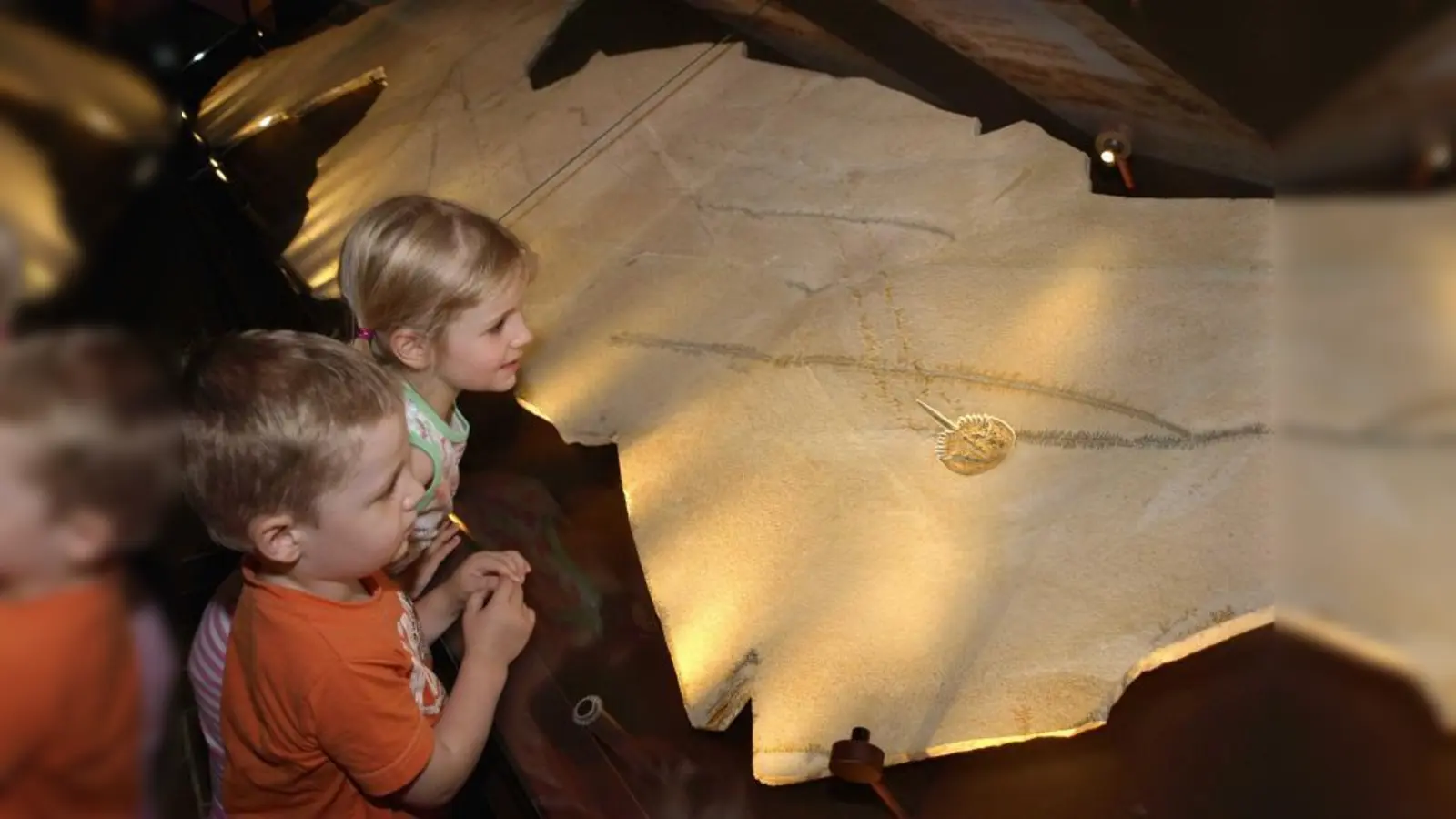 Lebendige Erdgeschichte: Durch die Fossilplatte bekommen Kinder ein anschauliches Bild von längst vergangenen Welten. (Foto: pi)