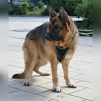 Rex ist ein Deutscher Schäferhund. (Foto: Tierheim Riem)