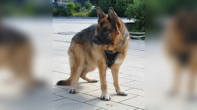 Rex ist ein Deutscher Schäferhund. (Foto: Tierheim Riem)