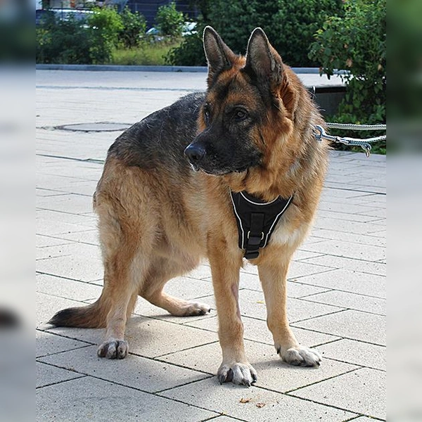 Rex ist ein Deutscher Schäferhund. (Foto: Tierheim Riem)