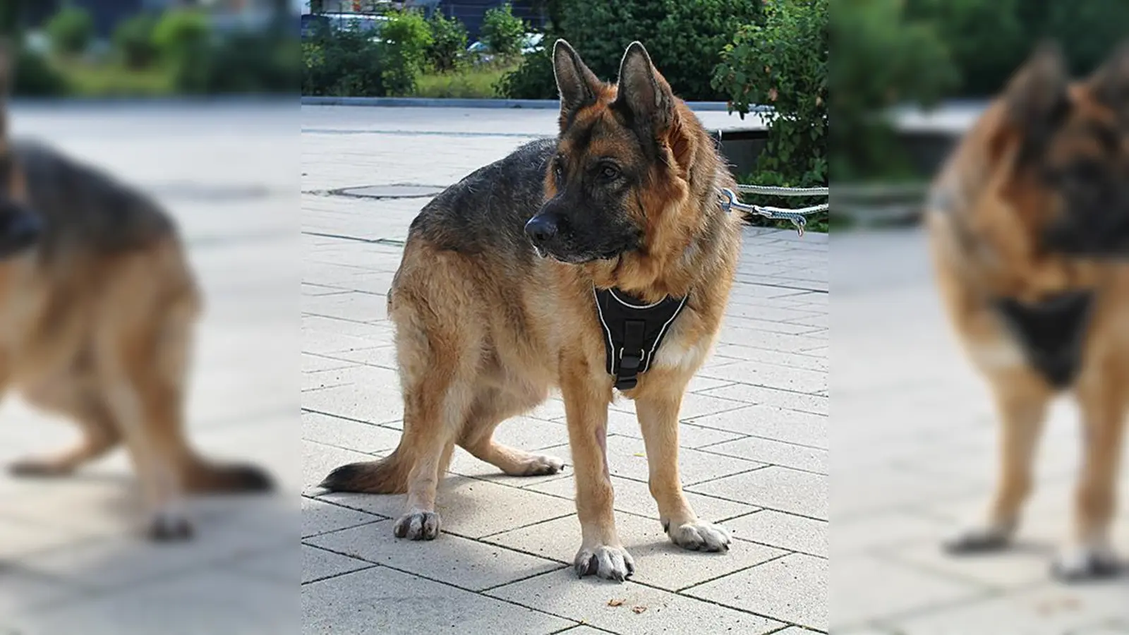 Rex ist ein Deutscher Schäferhund. (Foto: Tierheim Riem)