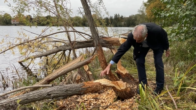 Erich Rüba begutachtet die Weide, die der Biber am Weßlinger See gefällt hat.  (Foto: pst)