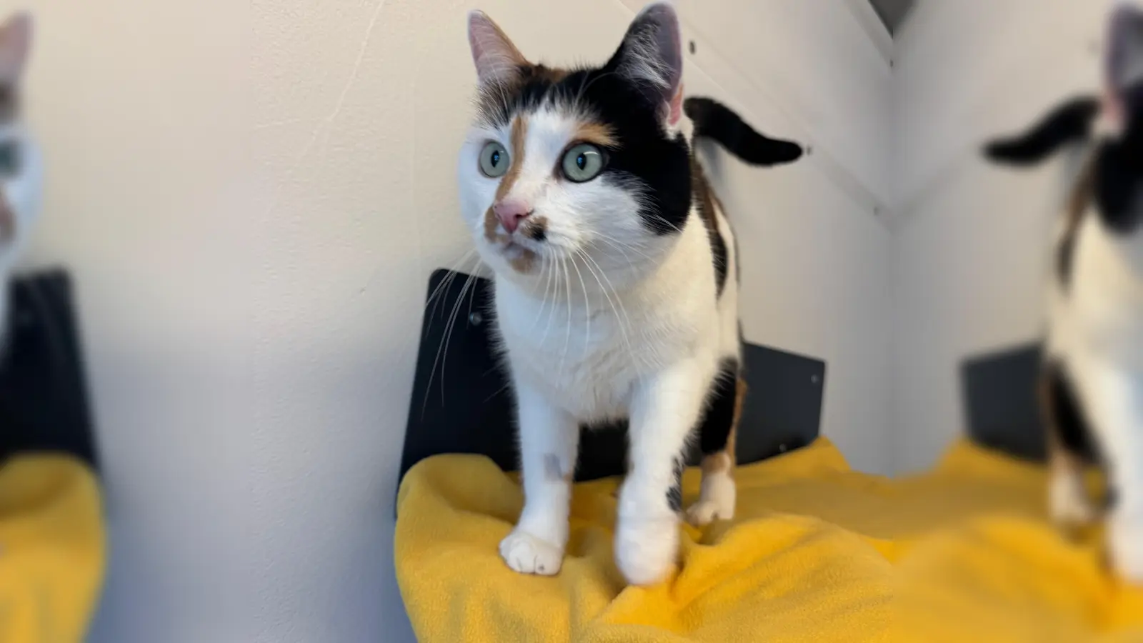 Mila zeigt sich verschmust, wenn sie Vertrauen gefasst hat. Wenn sie unter Stress gerät, kann sie aber auch die Krallen einsetzen. (Foto: Tierheim Riem)