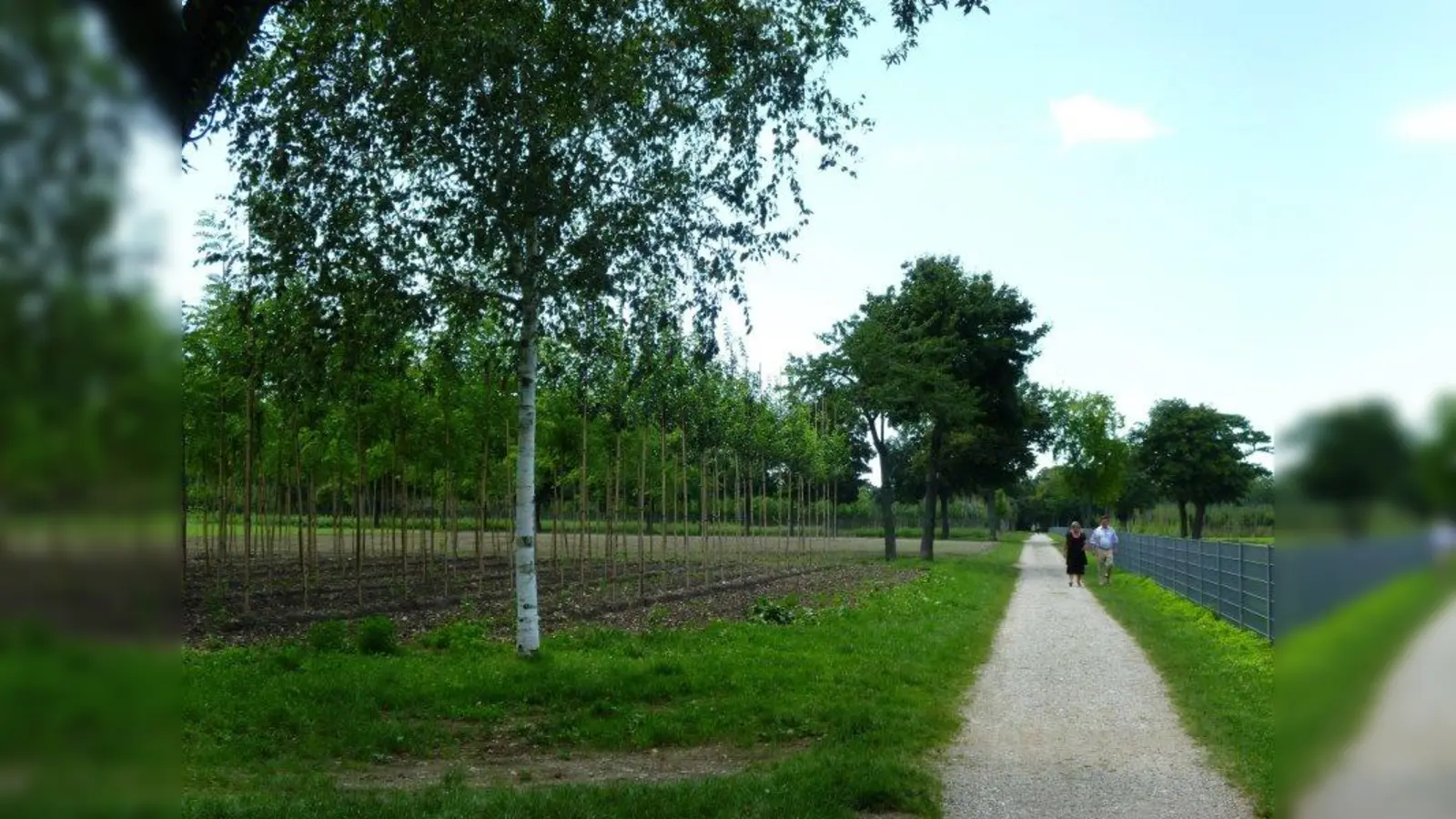 Die städtische Baumschule an der Willibaldstraße befindet sich im Grünzug, der sich von Laim über den Lochhamer Schlag bis nach Gräfelfing zieht. (Foto: kö)