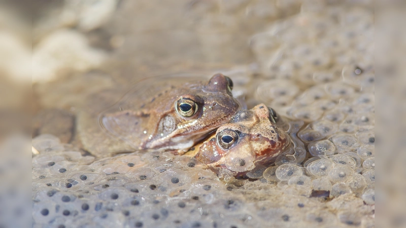 Grasfrösche ernähren sich von Asseln, Mücken, Käfern, Spinnen, Schnecken und Würmern. (Foto: Manfred Kühn)