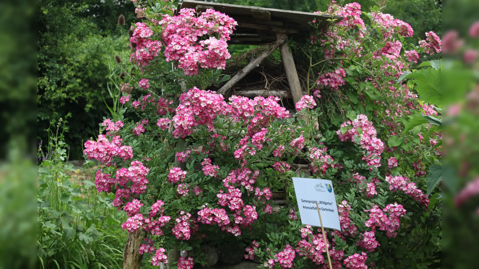 Das Ökologische Bildungszentrum, Englschalkinger Straße 166, lädt zum Schlendern durch die vielen verschiedenen Gärten ein. (Foto: Marc Haug)