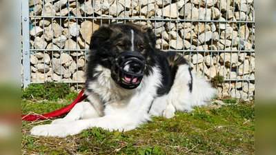 Auch Vermittlungshunde wie Kili können von einem Maulkorb profitieren, um ihren neuen Alltag entspannter zu meistern. (Foto: Tierschutzverein München e.V.)