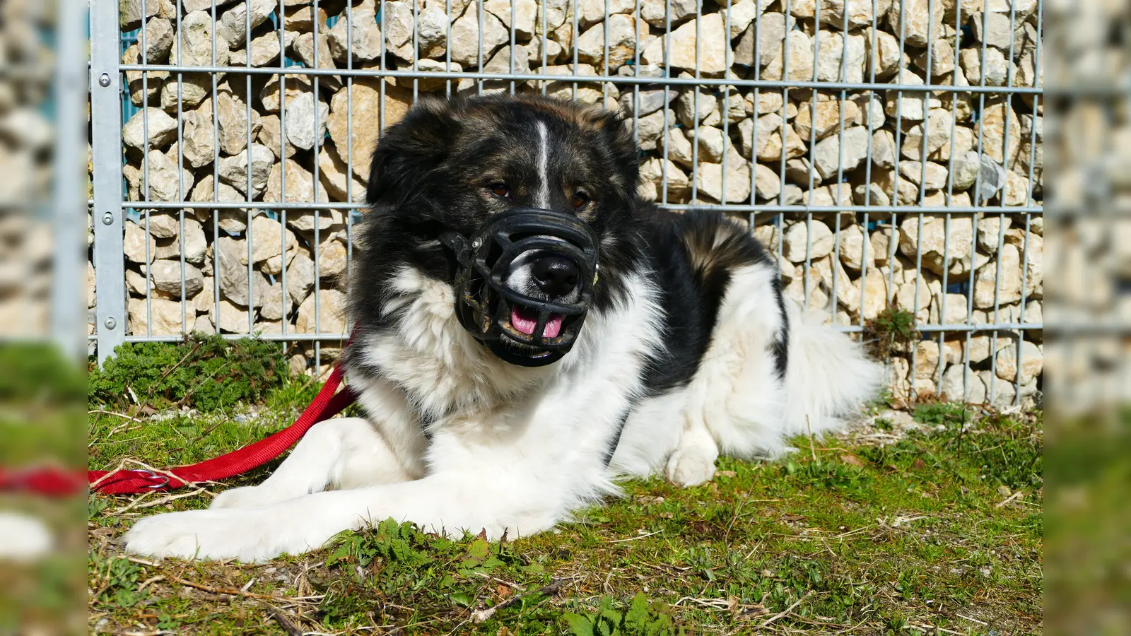 Auch Vermittlungshunde wie Kili können von einem Maulkorb profitieren, um ihren neuen Alltag entspannter zu meistern. (Foto: Tierschutzverein München e.V.)