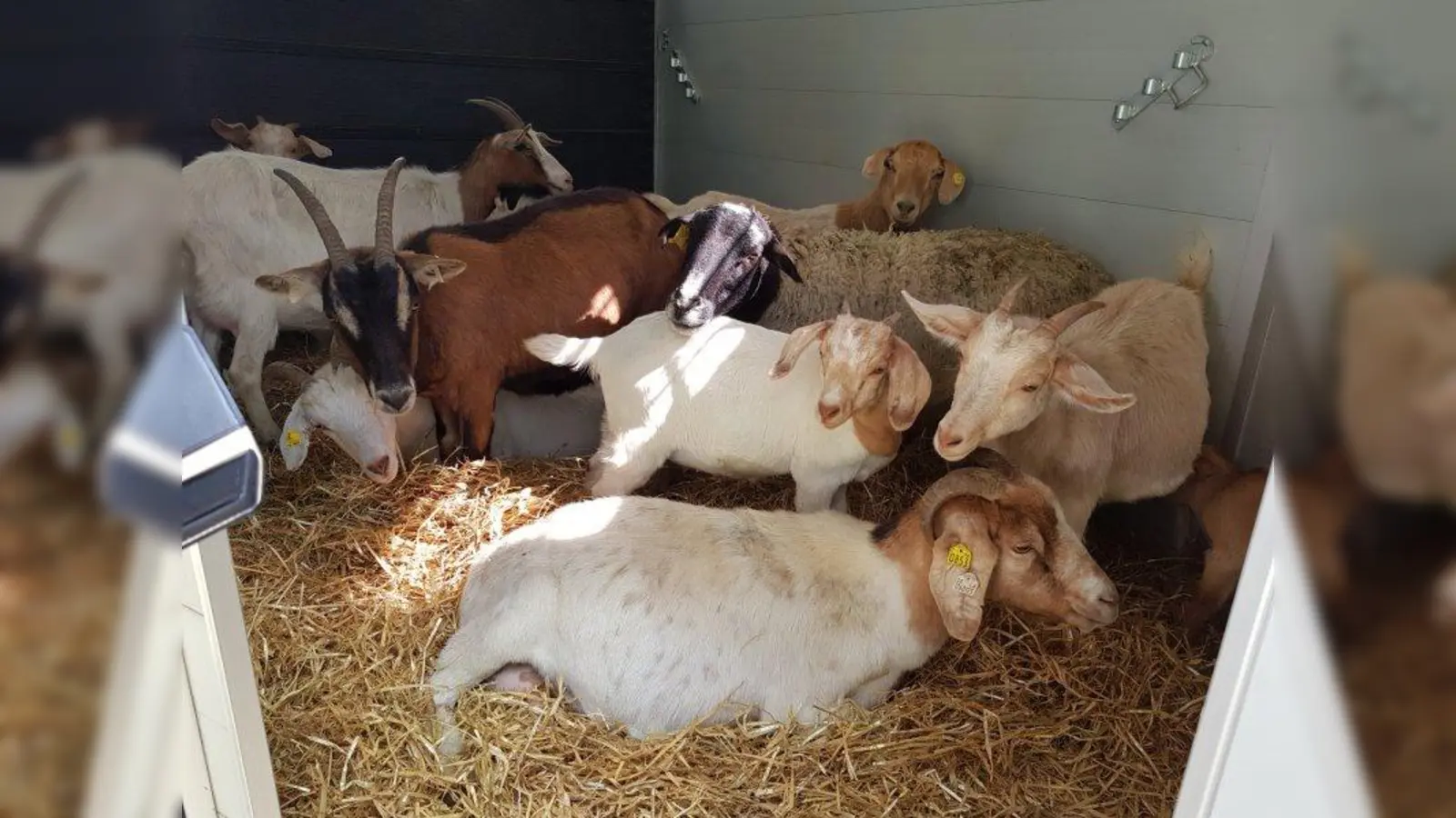 Ein besseres Leben beginnt: Abtransport der Ziegen im sauberen Stroh Richtung Gnadenhof. (Foto: Tierschutzverein München)