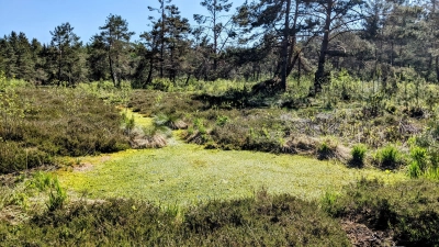 Die ökologische Bedeutung von Mooren ist enorm. Jetzt werden Projekte ins Leben gerufen, um Moore zurückzugewinnen.  (Foto: LRA Ebersberg)