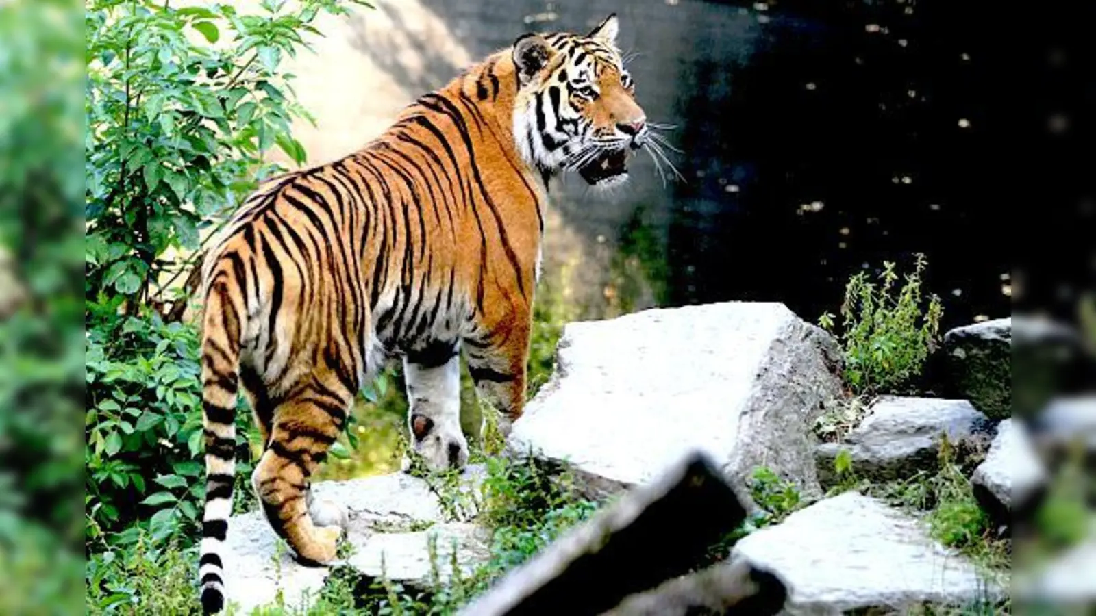 Der imposante Tigerkater Jegor kam aus dem Kölner Zoo nach München.	 (Foto: Tierpark)