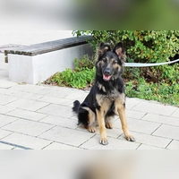 Für Kira suchen wir verantwortungsbewusste Menschen, die ihr mit Geduld, Einfühlungsvermögen und einer liebevollen, konsequenten Führung die Welt zeigen.  (Foto: Tierheim Riem)