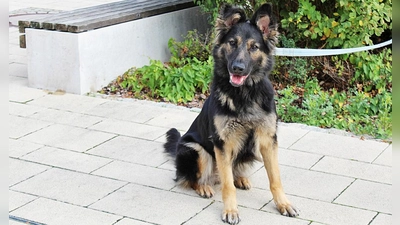 Für Kira suchen wir verantwortungsbewusste Menschen, die ihr mit Geduld, Einfühlungsvermögen und einer liebevollen, konsequenten Führung die Welt zeigen.  (Foto: Tierheim Riem)
