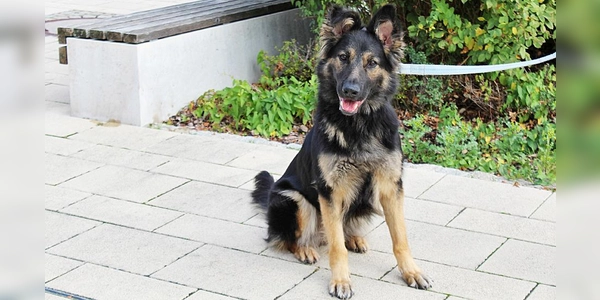 Für Kira suchen wir verantwortungsbewusste Menschen, die ihr mit Geduld, Einfühlungsvermögen und einer liebevollen, konsequenten Führung die Welt zeigen.  (Foto: Tierheim Riem)