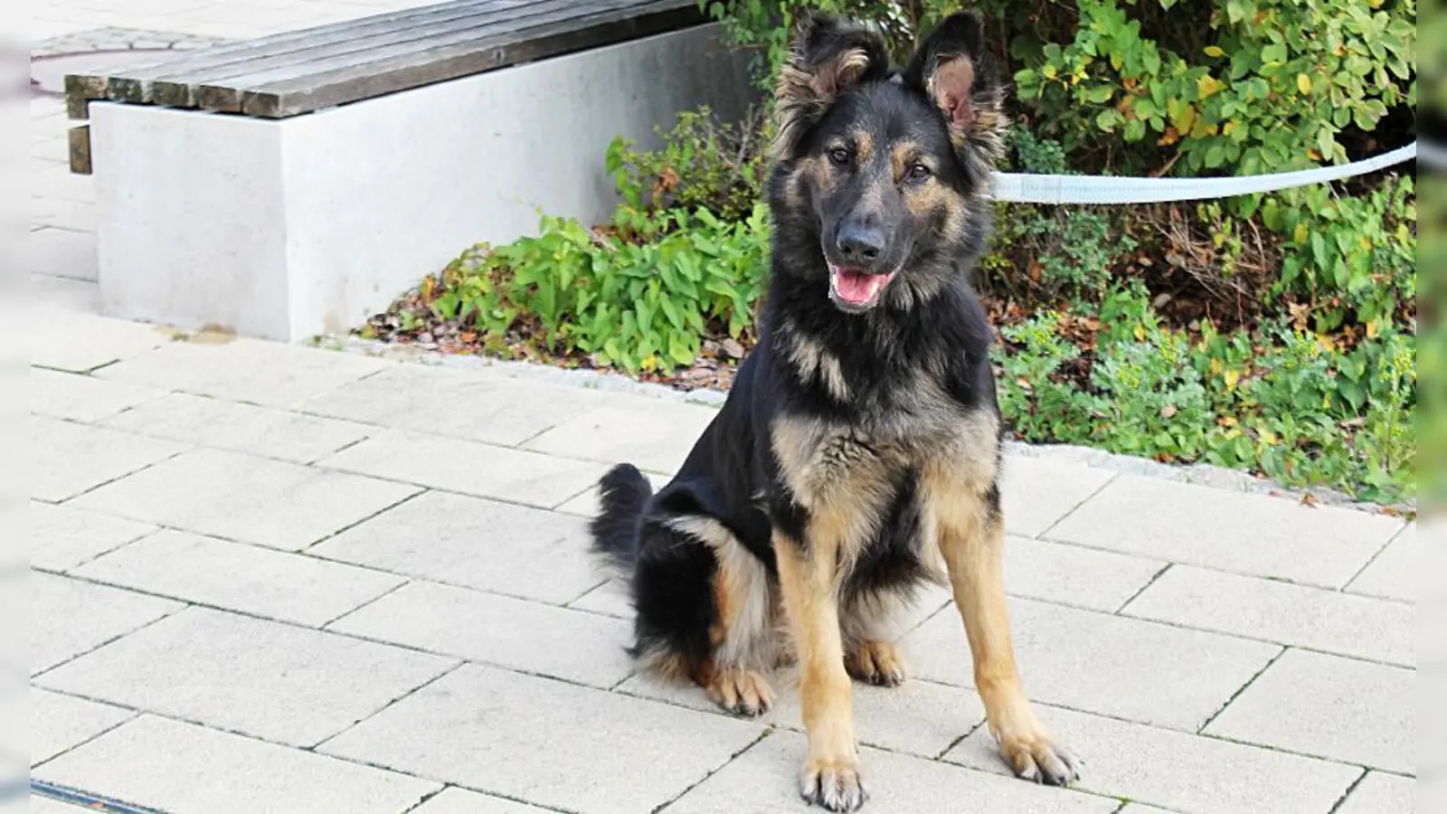 Für Kira suchen wir verantwortungsbewusste Menschen, die ihr mit Geduld, Einfühlungsvermögen und einer liebevollen, konsequenten Führung die Welt zeigen.  (Foto: Tierheim Riem)