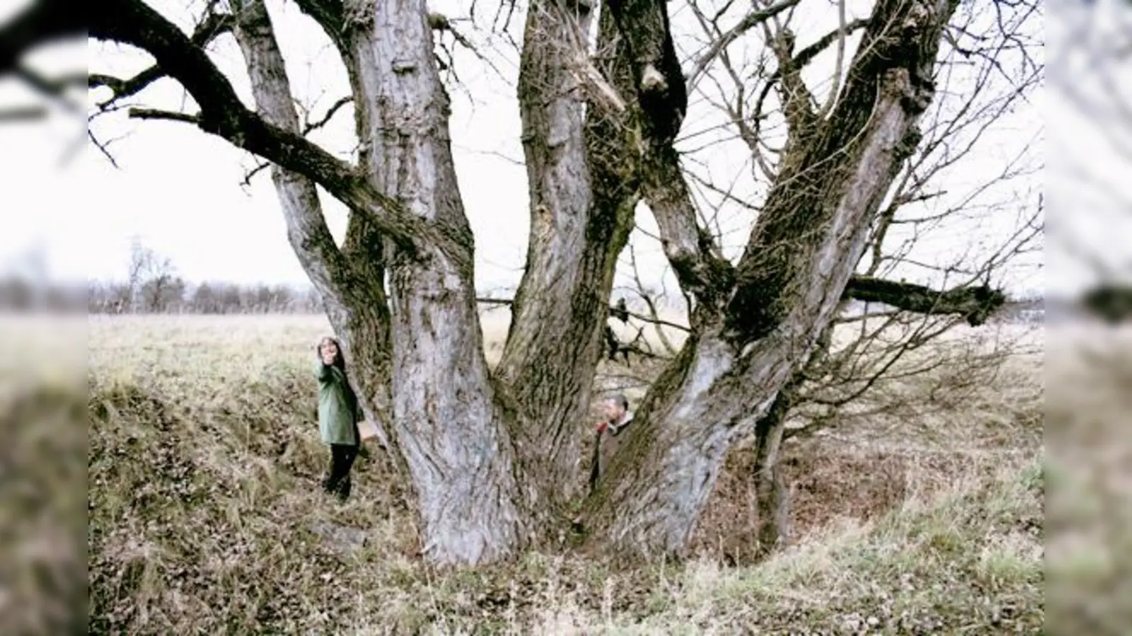 Die Ortsgruppe Ost des Bund Naturschutz möchte,  dass aus der großen Pappel am Hüllgraben ein Naturdenkmal wird.	 (Foto: Privat)