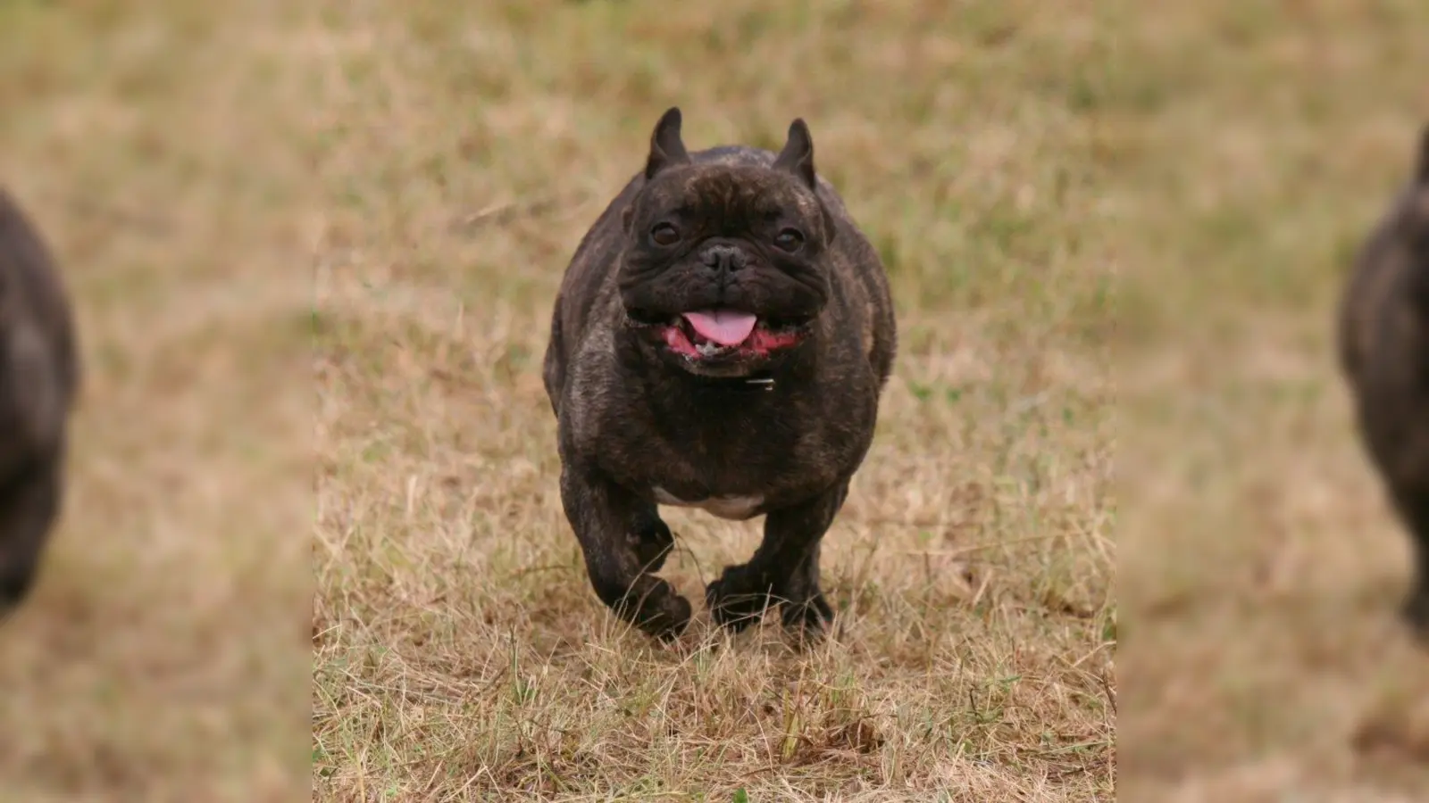 Können die Rippen nicht mehr oder nur noch schwer ertastet werden und ist keine Taille mehr vorhanden, leidet das Tier an Übergewicht. (Foto: gino73/pixelio.de)