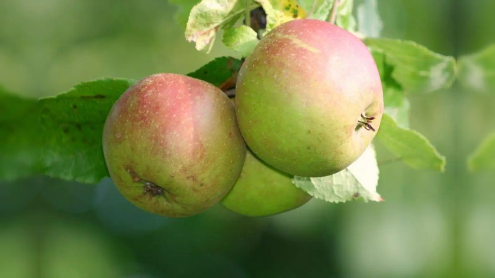 Wer Äpfel hat, die weder mit chemischen Mitteln noch mit Klärschlamm behandelt wurden, kann sein Obst bei der Solidargemeinschaft Starnberger Land pressen lassen. (Foto: Unser Land)