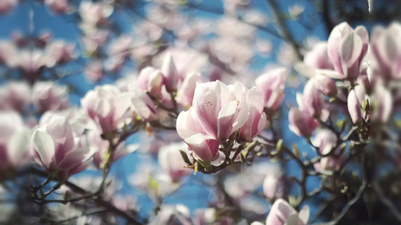 Zum Magnolienball wird am 24. Januar wieder eingeladen. (Foto: CCO)