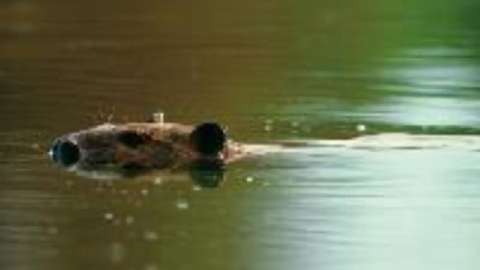 Ein lieber Biber: Der Nager am Isarufer hat sich schon gut in München eingelebt.	  (Foto: Privat)