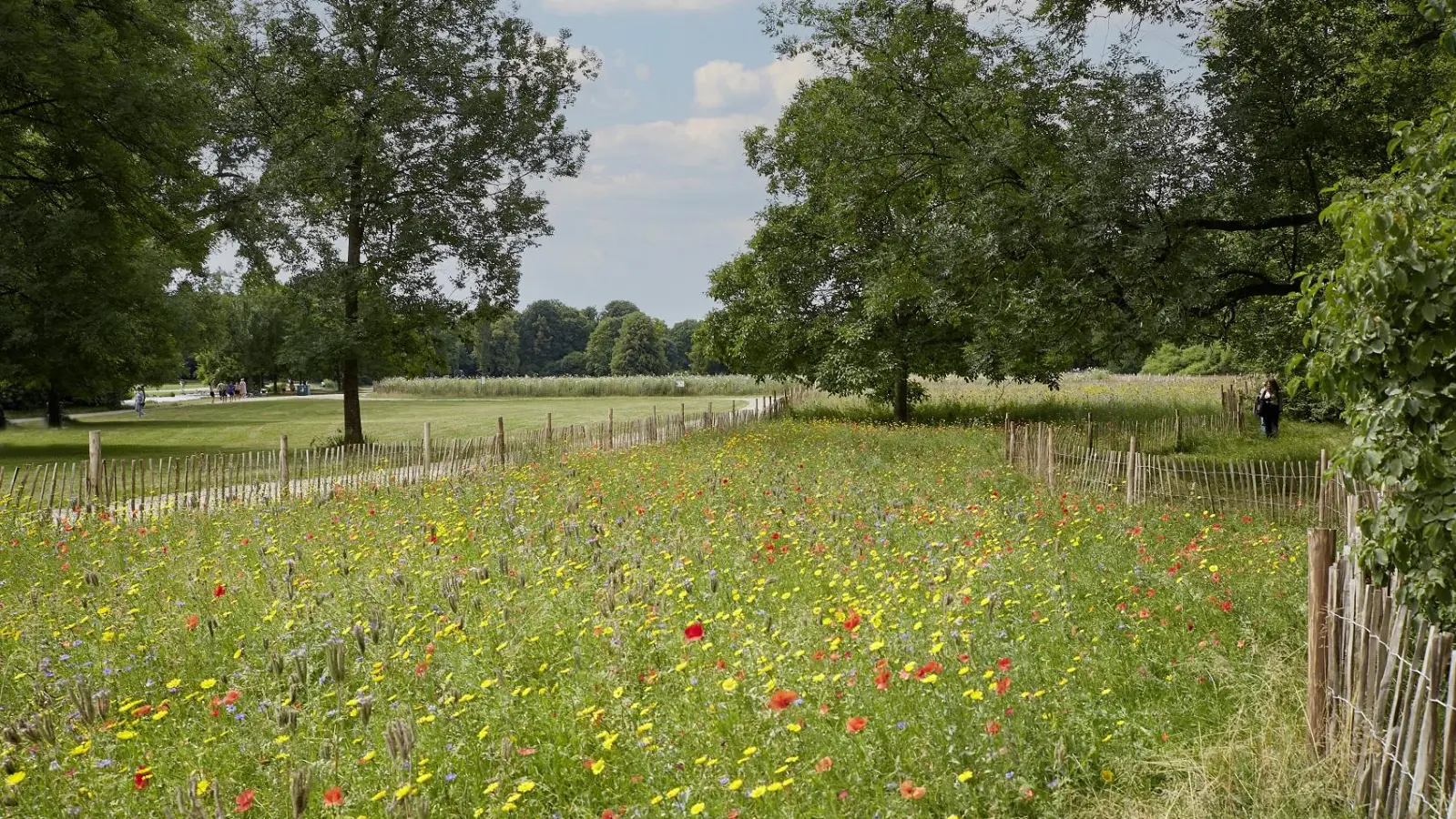 Die Wildblumenwiesen im Englischen Garten sind ein wertvoller Lebensraum. Bei einer Führung erfährt man Näheres über ihre Bedeutung in Zeiten des Klimawandels. (Foto: Bayerische Schlösserverwaltung/ Maria Scherf )