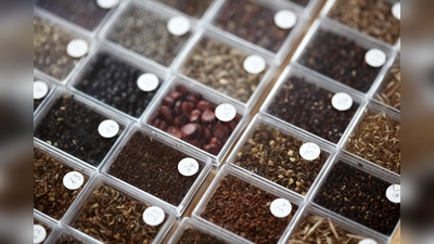 Rund um Saatgut dreht sich ein Festival im Ökologischen Bildungszentrum München. (Foto: VA)