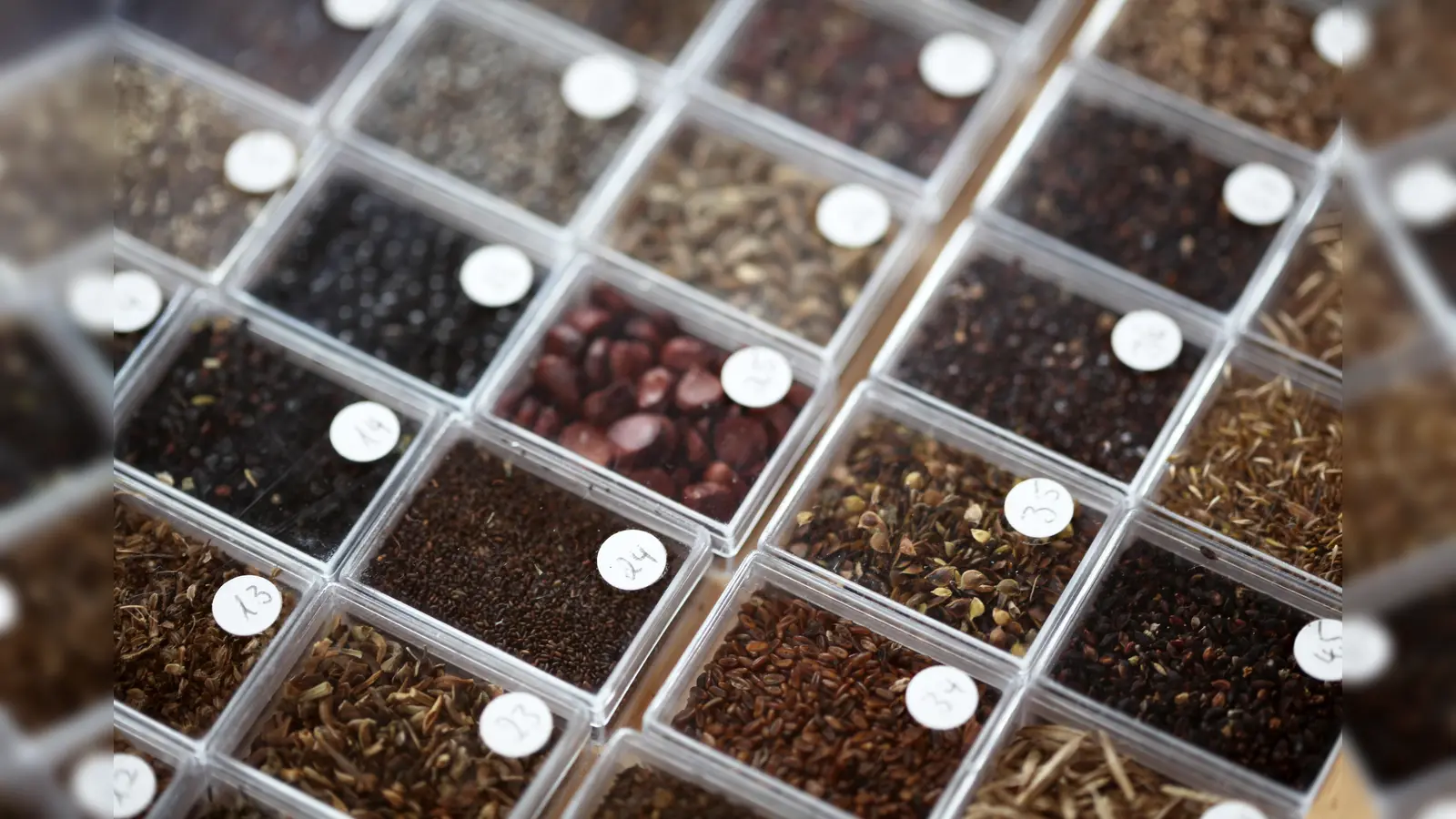 Rund um Saatgut dreht sich ein Festival im Ökologischen Bildungszentrum München. (Foto: VA)