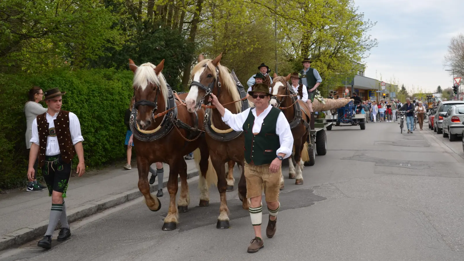 Der Weg des Maibaums führt über die Burgauerstraße und Kunihohstraße zum Lagerplatz. (Foto: Verein)
