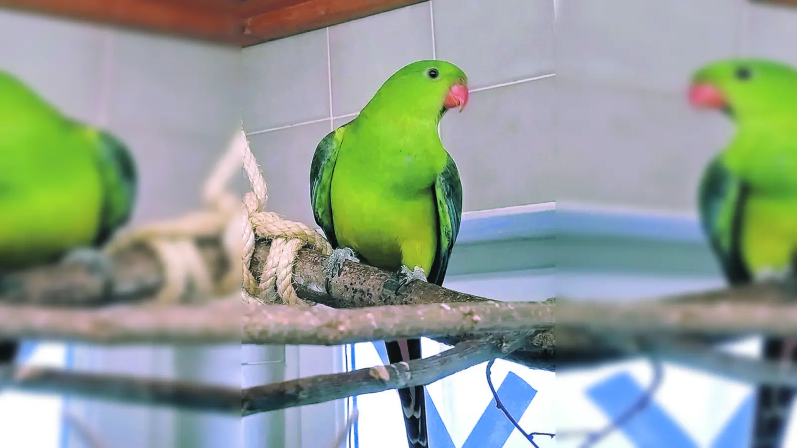 Papageien-Dame Quinny. (Foto: Tierheim Riem)