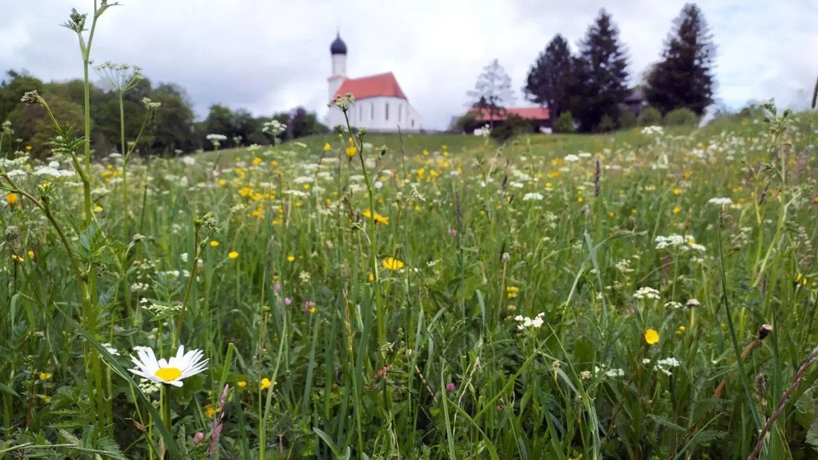 Mehr über die vielfältige Tier- und Pflanzenwelt einer Mähwiese erfahren die Teilnehmer an den Wanderungen am 22. und 23. Mai. (Foto: © Naturraumplanung Egger e. U.)