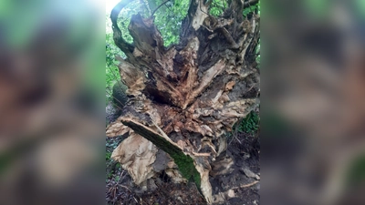 Gefährliches Eschentriebsterben: Wenn Eschen durch das Absterben der Baumkrone geschwächt sind, breiten sich im Wurzelbereich (Bild) Pilzkrankheiten aus. Solche Bäume sind nicht mehr standfest und müssen gefällt werden – wie hier in den Isarauen.  (Foto: Baureferat)