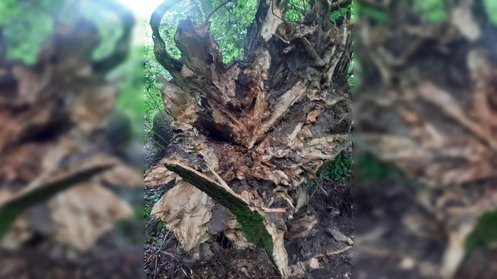 Gefährliches Eschentriebsterben: Wenn Eschen durch das Absterben der Baumkrone geschwächt sind, breiten sich im Wurzelbereich (Bild) Pilzkrankheiten aus. Solche Bäume sind nicht mehr standfest und müssen gefällt werden – wie hier in den Isarauen.  (Foto: Baureferat)