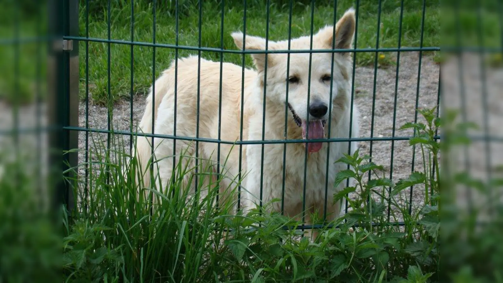 Zuviele schlechte Erfahrungen hat der Hund mit den Menschen gemacht. Er kann nicht vermittelt werden. (Foto: pst)
