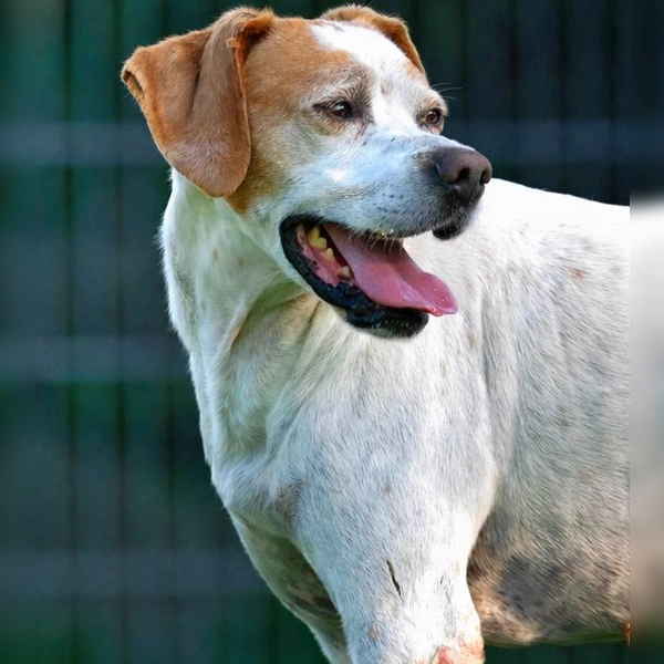 Mischlingsrüde Sam. (Foto: Tierheim Riem)