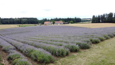 Das Lavendelfeld bei Adlstraß blüht von Mitte Juni bis Mitte Juli. (Foto: bro)